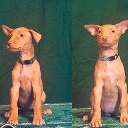 Sonic x Surf female puppy - Chestnut female Pharaoh Hound puppy in Vancouver, Washington from Nefer-Temu Pharaoh Hounds