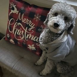 Poodle All Grown Up from Aurak