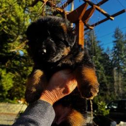 1st Pick - Black and red female German Shepherd puppy in Snohomish, Washington from Wataha Shepherds