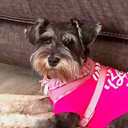 Lucy - Schnoodle