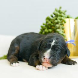 Wynn - male Australian Mountain Doodle puppy in Spanish Fork, Utah from K Brand Doodles