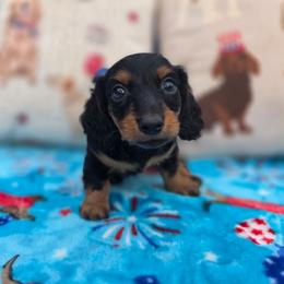 Black and tan - Black and tan male Dachshund puppy in West Plains, Missouri from Spring Creek Dachshunds