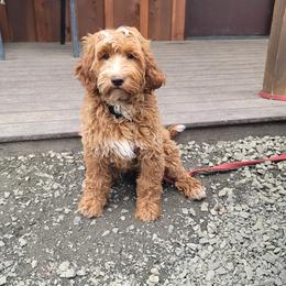 Female 4 - Red female Australian Labradoodle puppy in Aumsville, Oregon from Country Morning Labradoodles
