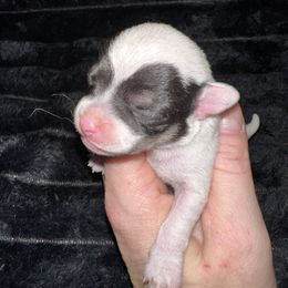 Yin - Black and white female Chihuahua puppy in Palmyra, Indiana from Country Star Chihuahuas