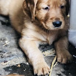 Golden Retriever Puppies from Singing Dog Farm