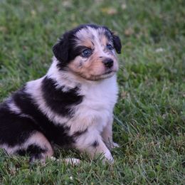 Australian Shepherd Puppies from Maggie Withers' Australian Shepherds