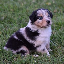 Australian Shepherd Puppies from Maggie Withers' Australian Shepherds