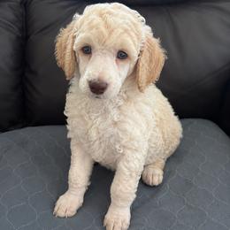 Honey - Parti female Poodle puppy in Surprise, Arizona from Gentle Paw Goldendoodles