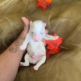 Twist and Shout - Cream male Poodle puppy in Hemet, California from Vallevistadoodles