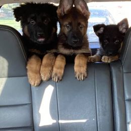 German Shepherd Puppies from Rouse shepherds
