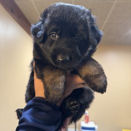 German Shepherd Puppies from Szegi Haus K9 Solutions