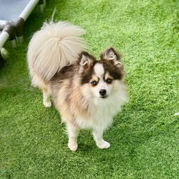 Boo - Pomsky