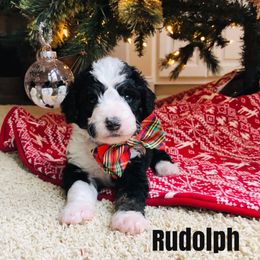 Bernedoodle and Bernese Mountain Dog Puppies from Bernedoodle Buddies