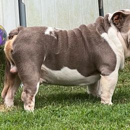Fievel - Bulldog
