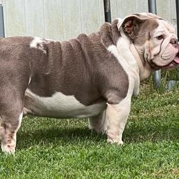 Fievel - Bulldog