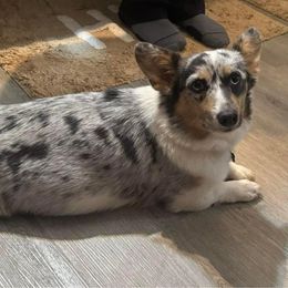 Ivy - American Corgi