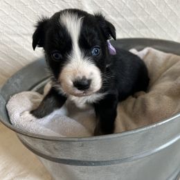 Australian Shepherd Puppies from Prairie Skies Farm