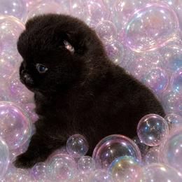 Bubbles - Black female Pomeranian puppy in Orange Grove, Texas from Davis Poms