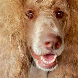 Swae - Poodle