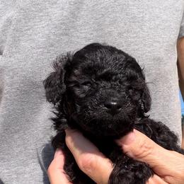 Walker - Black male Poodle puppy in Birmingham, Alabama from Stormborn