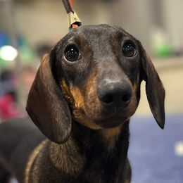 Dachshunds and German Shorthaired Pointers from Crestview Kennel