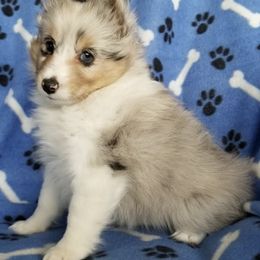 Shetland Sheepdogs from Spring Valley shelties