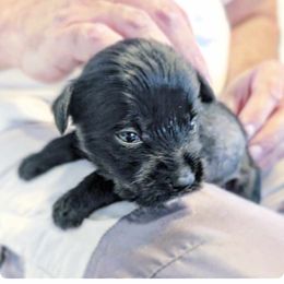DaoDog Lovely Story (Lyuba) - Black female Chinese Crested puppy in Highland Park, Michigan from Family Kennel Dao Dog