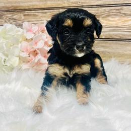 Rylee - Black phantom female Aussiedoodle puppy in Hamilton, Michigan from White Pine Farm