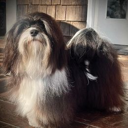 Lollipop - Havanese