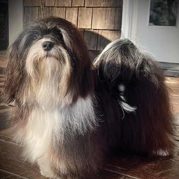 Lollipop - Havanese