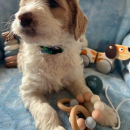 Goldendoodle Puppies from Lumley Acres Doodles