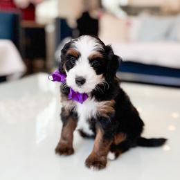 Ariel-puple - Tri-color female Bernedoodle puppy in Ontario, California from Teddy Doodles & Standard Poodles
