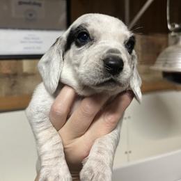Frost - Black tan and bluetick male Beagle puppy in Jasper, Texas from Beech Grove Beagles