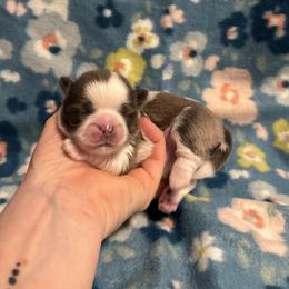 Rosie - Blue and white female Shih Tzu puppy in Sharon, Pennsylvania from Keystone Danes and Shih tzus