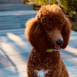 Goldendoodles from Oopsie Doodles