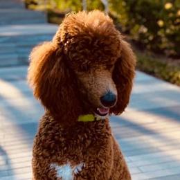 Goldendoodles from Oopsie Doodles