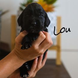 Lou - Black and white female English Cocker Spaniel puppy in New Mexico from HighBrassGunDogs
