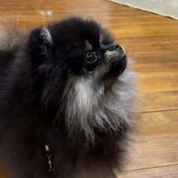 Pomeranian Puppies from Silver’s Reigning Heir Poms