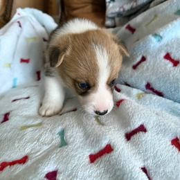 Pup 3 - White and red male Pembroke Welsh Corgi puppy in Jenkinsburg, Georgia from Red Elephant Farms