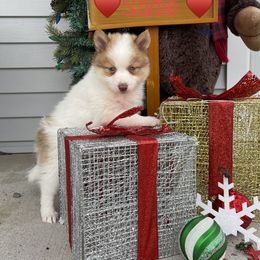 Sadie - Pomsky puppy in Kentwood, Michigan from Pupstar Pomskies