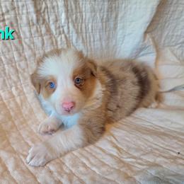 Tynk - Red merle female Border Collie puppy in Watsontown, Pennsylvania from Kate Gresham
