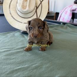 Dapple boy - Dapple male Dachshund puppy in Cedar City, Utah from Country Doxies