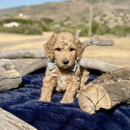 Scout - Yellow and white male Bernedoodle puppy in Yarnell, Arizona from Boulder Mountain Doodles