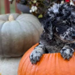 Aussiedoodles, Bernedoodles, Goldendoodles, and Poodles from Flat Rock Doodles LLC