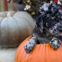 Aussiedoodles, Bernedoodles, Goldendoodles, and Poodles from Flat Rock Doodles LLC