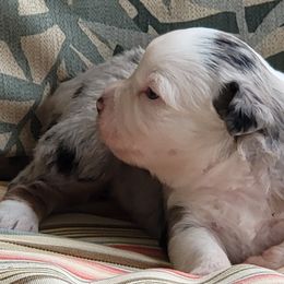 Miniature American Shepherd Puppies from Little Creek Minis and Standards