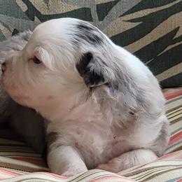 Miniature American Shepherd Puppies from Little Creek Minis and Standards