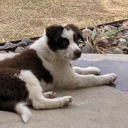 Border Collie Puppies from Twisted Biscuit Border Collies