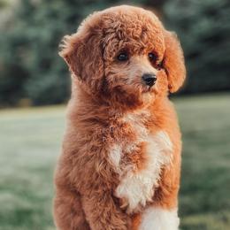 Cavapoo and Poodle Puppies from Freckle Paw Poodles