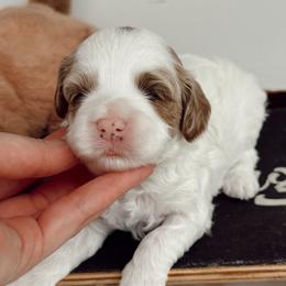Pulisic - Red male Cavapoo puppy in Mesa, Arizona from Pedersendoodles